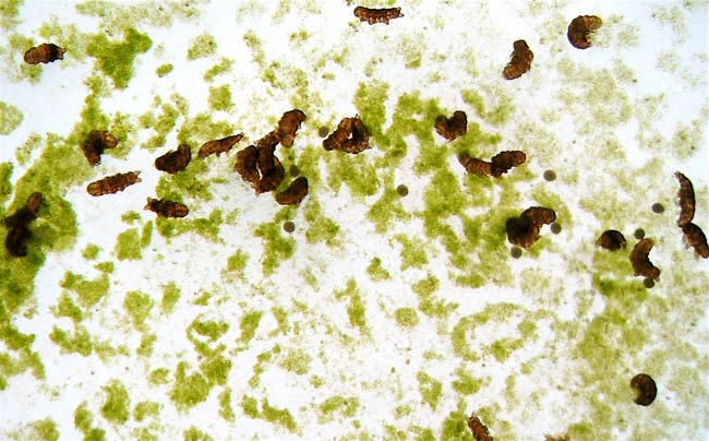 'Alien' Water Bears Amaze Scientists